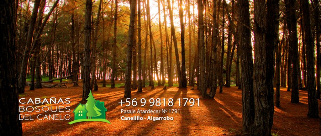 Cabañas Bosques del Canelo