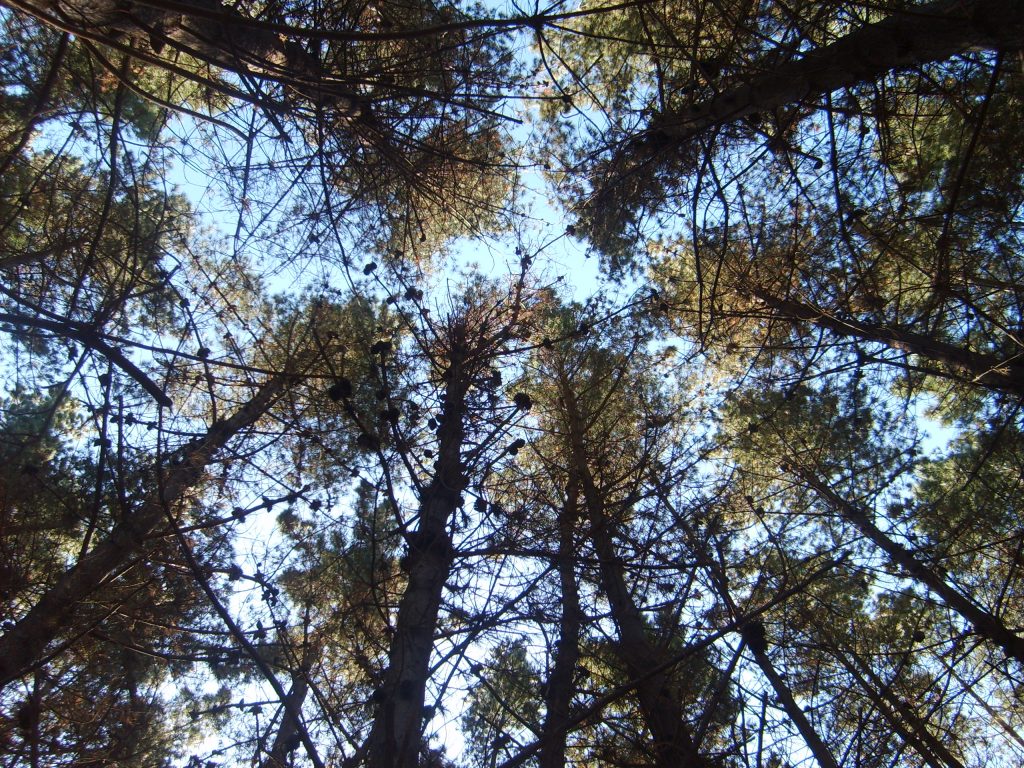 Cabañas Bosques del Canelo